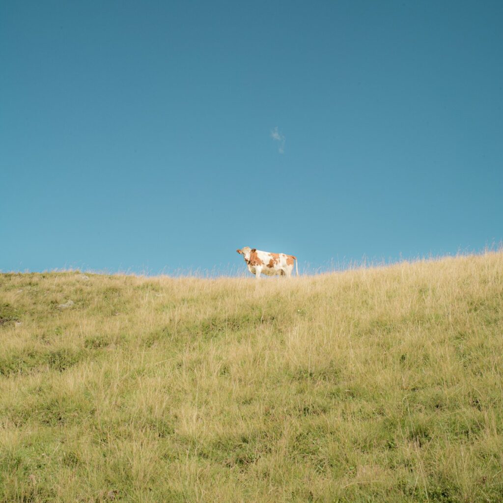 Foto von niklas schoenberger auf Unsplash